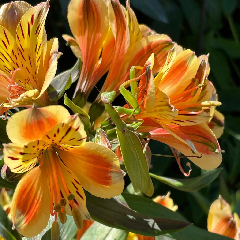 Gottesanbeterin- Mantis religiosa &copy; Walter Schmitt, Neckarau 2022